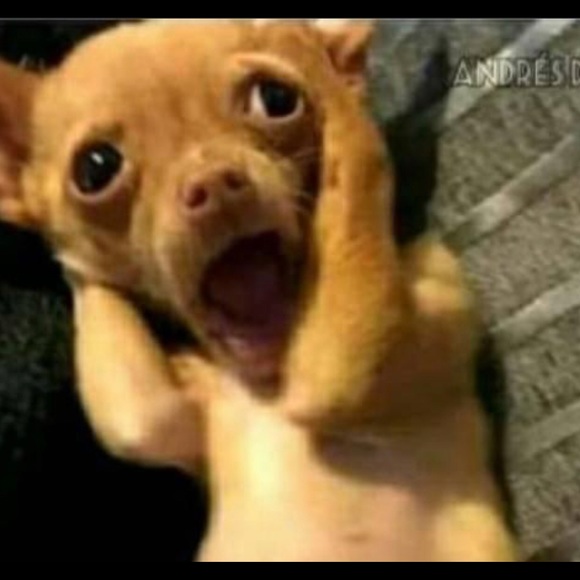 Meet your Posher, Benjamin - Picture 1 of 1